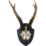 Kunstgeweih "Artificial deer antler"
