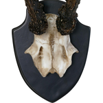 Kunstgeweih "Artificial deer antler"