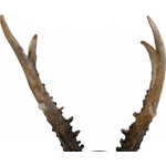 Kunstgeweih "Artificial deer antler"