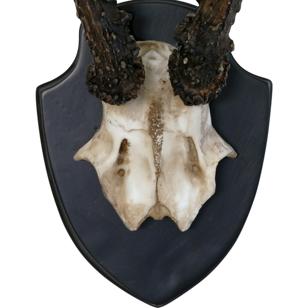 Kunstgeweih "Artificial deer antler"