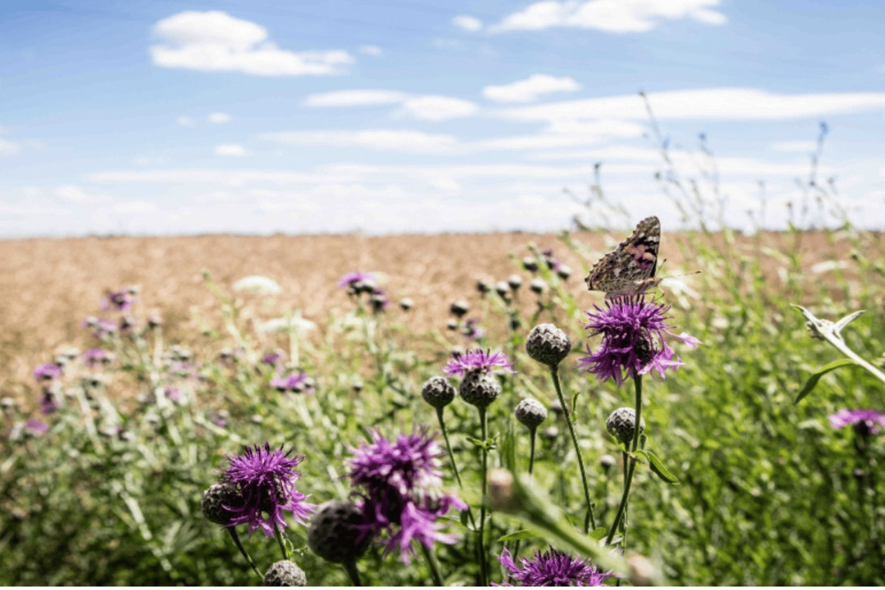 Design ohne Titel (2)